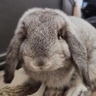 Pompón