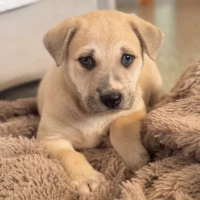 Adopta a Runa