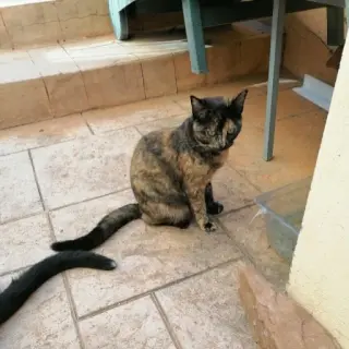 Hiena