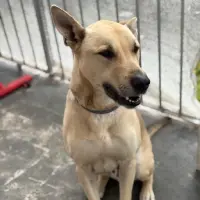 Adopta a Thor