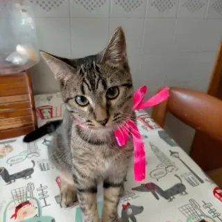 Crispín