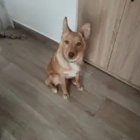 Adopta a Floki