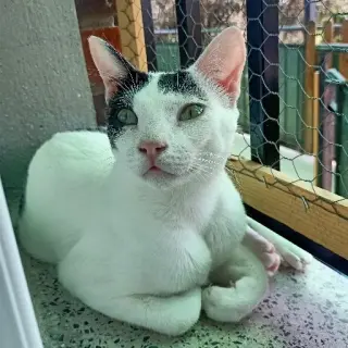 Polillo
