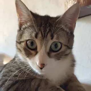 Rispi