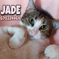 Adopta a Jade