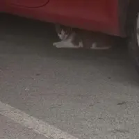 Adopta a Bebé