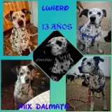 Adopta a Lunero