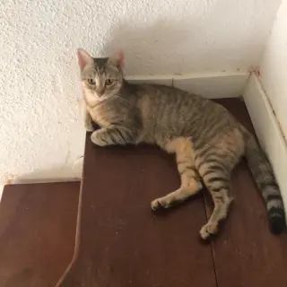 Cleo