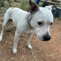 Adopta a Max