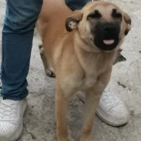 Adopta a Luna