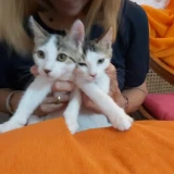 Adopta a Aladín Y Mago