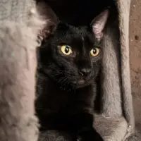 Adopta a Ebano