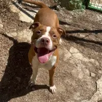 Adopta a Dasha