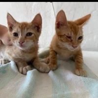 Adopta a Nico Y Benji Ir