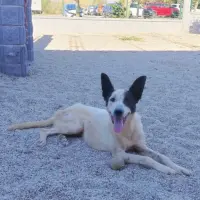 Adopta a Robin Hood