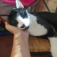 Adopta a Sushi