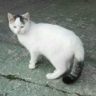 Pol