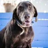 Adopta a Lissy