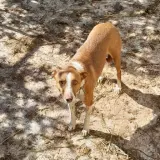 Adopta a Coco