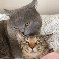 Adopta a Neko(British) Adopción Conjunta Con Nani