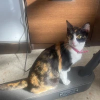 Adopta a Gata