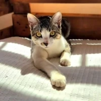 Adopta a Fix