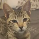 Adopta a Dumba