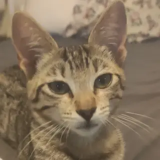Dumba