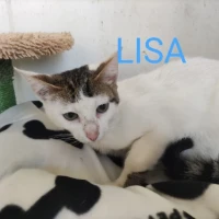 Adopta a Lisa