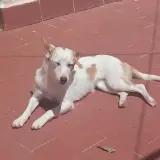 Adopta a Jazz