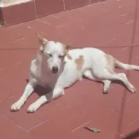 Adopta a Jazz