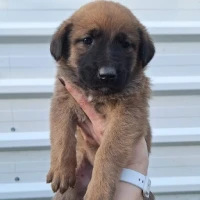 Adopta a Chicho