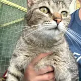 Adopta a Homer.