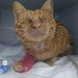 Adopta a Simón