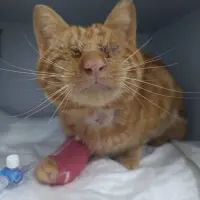 Adopta a Simón