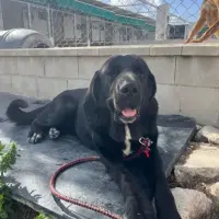Adopta a Sombra Tamaño Grande, Tlf 645978718