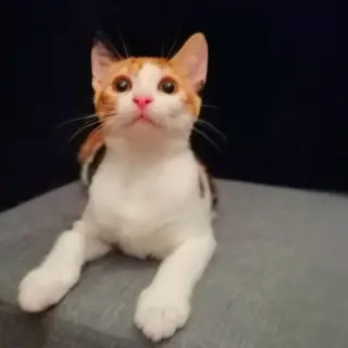 Mi