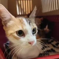 Adopta a Dalyla