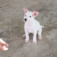 Adopta a Hermes, Cachorro Tamaño Pequeño Tlf 645978718