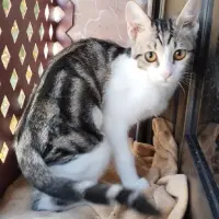 Adopta a Ivana