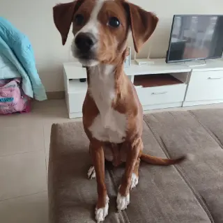 Podenco En Adopción O Acogida