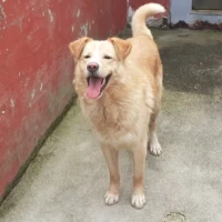 Adopta a Apolo