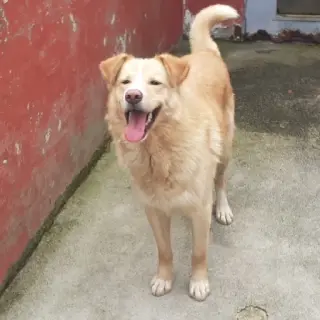 Apolo
