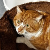 Adopta a Sabatini