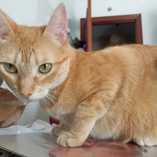 Yackie