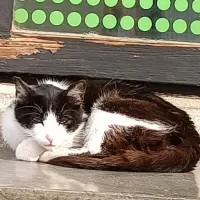 Adopta a Cachorro Cariñosa