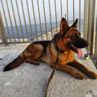 Adopta a Ona