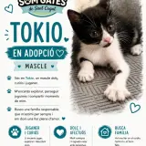 Adopta a Tokio