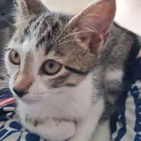 Adopta a Duque