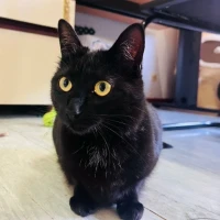 Adopta a Pichi🖤